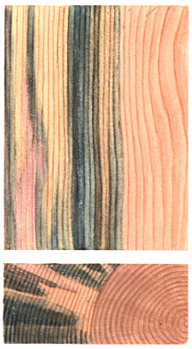 Заболонные грибные окраски (синева, розовая и коричневая окраска, сосна)