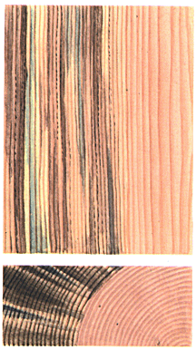 Заболонные грибные окраски (коричневая окраска и синева, сосна)